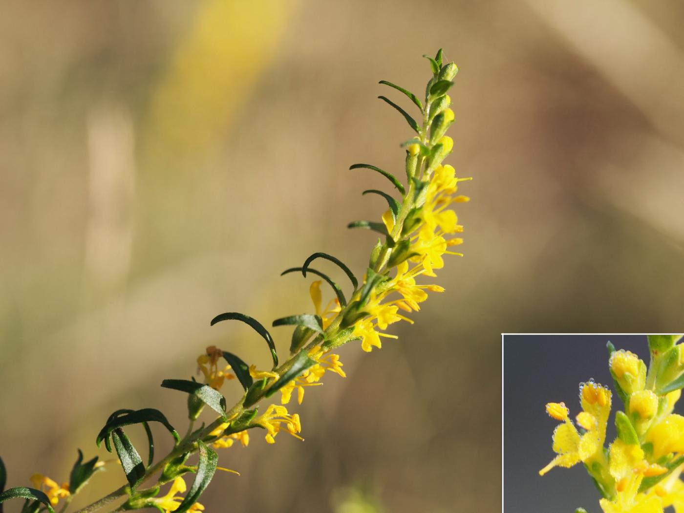 Odontites, Yellow flower